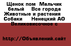 Щенок пом. Мальчик белый  - Все города Животные и растения » Собаки   . Ненецкий АО,Великовисочное с.